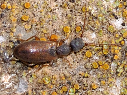 Endomia cfr tenuicollis (Anthicidae)